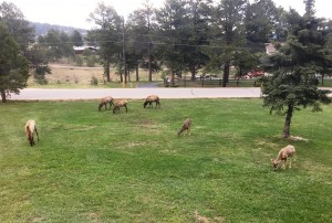 Deer and Elk in Front Yard