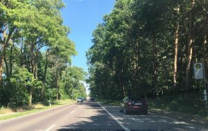 Typical tree lined highway (Large)