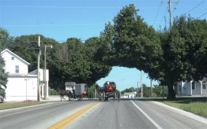 Amish buggies (Medium)