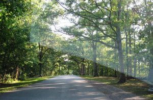 Trees at Gettysburg (Medium)