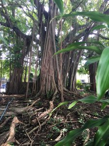 Banyan Tree 